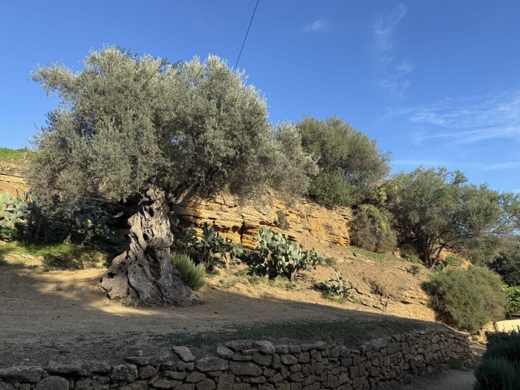 IMG 7833 Giornata FAI ad Agrigento: un percorso tra cultura e storia