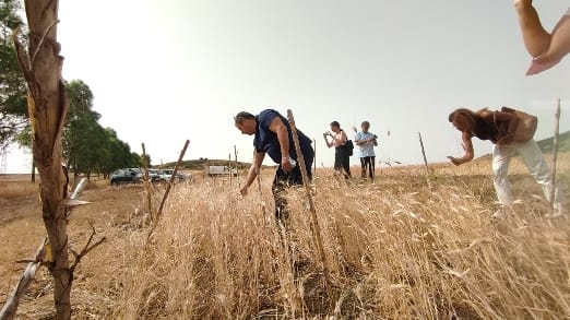 Primo raccolto Tecnologia digitale e sicurezza alimentare, focus del convegno "Tracciabilità del grano siciliano: innovazione e tradizione"