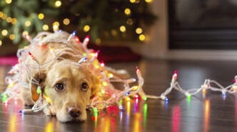 011 Botti di Capodanno: una festa per noi, un incubo per i nostri amici animali