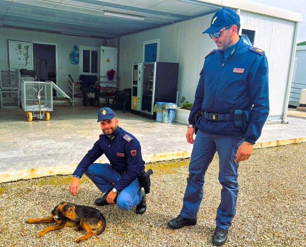 foto1 Il coraggio di un poliziotto e la speranza per un cane investito: un appello di solidarietà