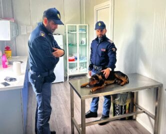 foto2 Il coraggio di un poliziotto e la speranza per un cane investito: un appello di solidarietà