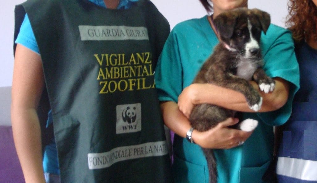 img 2460 1 Scontro sul randagismo, il WWF boccia la riforma: “Legge da rivedere, penalizza la tutela degli animali”