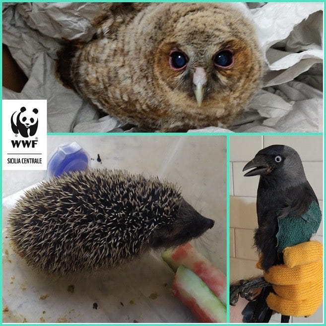 A Caltanissetta nasce il Centro di Primo Soccorso per Animali Selvatici: un passo storico per la tutela della fauna 5 4e5ccfa5 c3fc 4d36 9453 c1ab8f010ee8 A Caltanissetta nasce il Centro di Primo Soccorso per Animali Selvatici: un passo storico per la tutela della fauna
