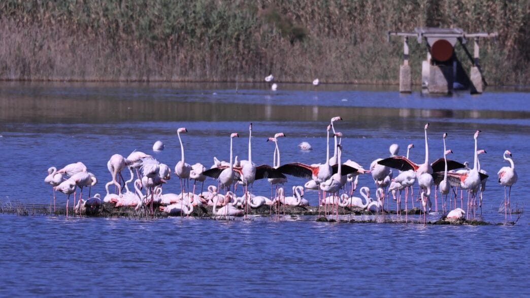 Fenicotteri rosa a Priolo Priolo, il ritorno dei fenicotteri rosa: la natura riconquista le saline