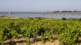 ConsorzioDocSicilia DOC Sicilia protagonista sulla scena internazionale: direzione Chicago per il Vinitaly.USA