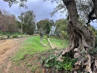 Parco Sotto il Monastero 5 Caltanissetta, al via la Festa dell’Albero: letture, laboratori e piantumazione