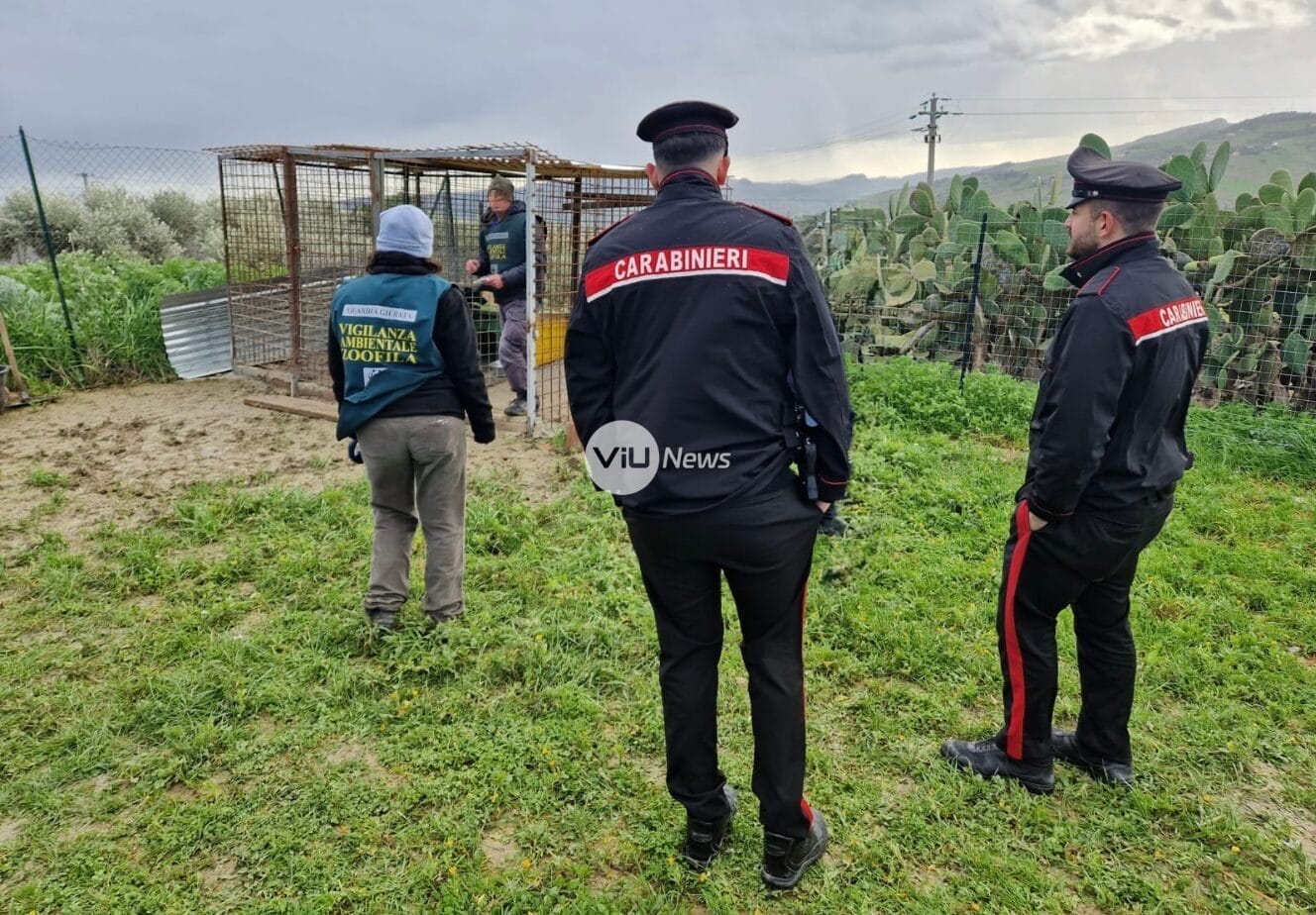 Caltanissetta, maltrattamento di animali: Carabinieri e WWF intervengono e salvano quattro cuccioli