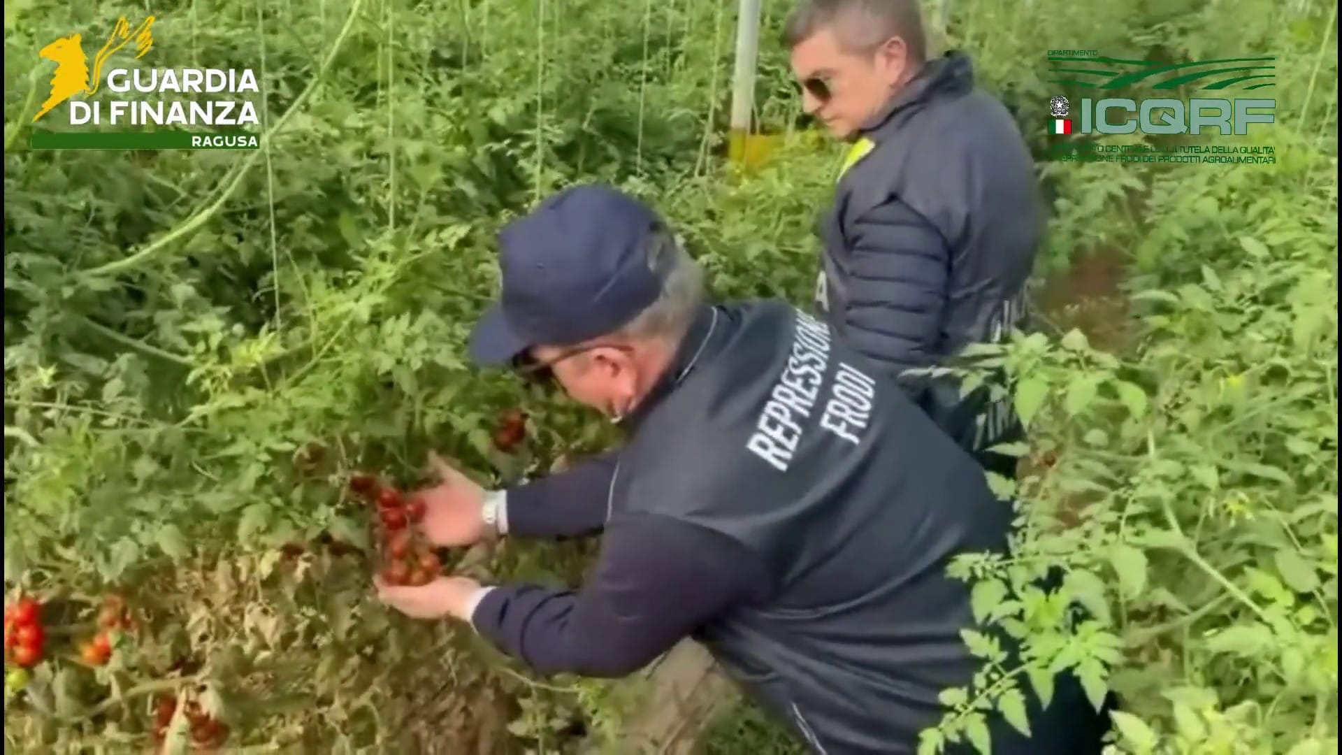7Bzr Filiera illecita di sementi contraffatte nel Ragusano: maxi sequestro della Guardia di Finanza