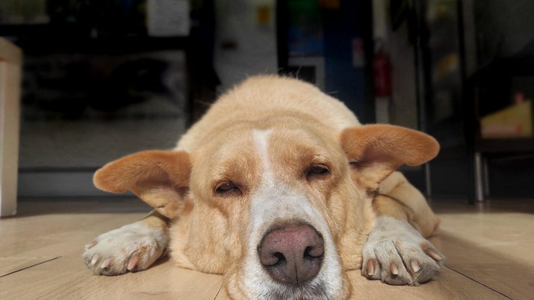 Muore Arnold, storico cane del centro storico di Caltanissetta: il WWF denuncia arretramento delle politiche contro il randagismo