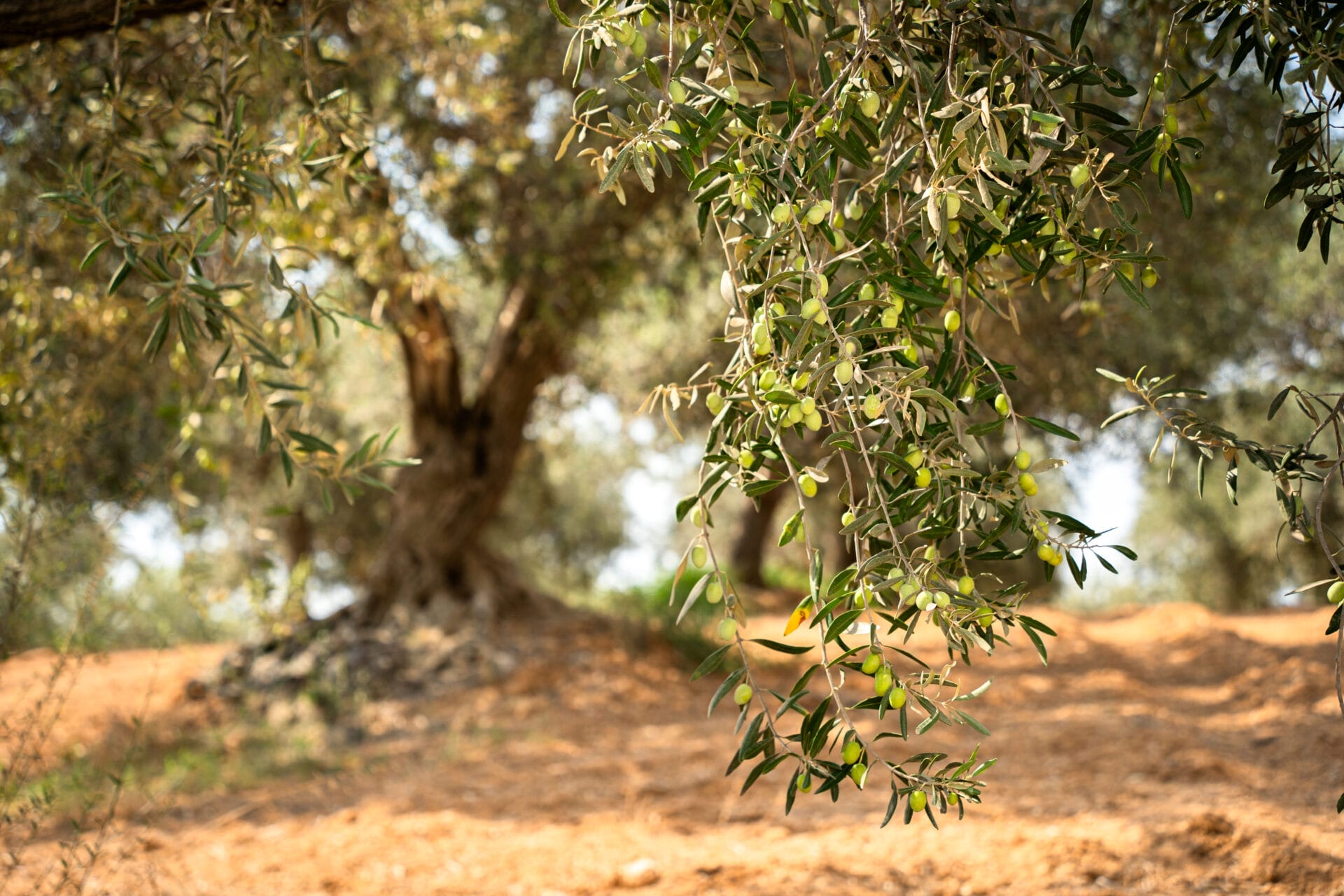 Casa Grazia & l'Oro verde di Sicilia, premiato l’Involio Nocellara del Belice raccolta 25/26 5 Casa Grazia Casa Grazia & l'Oro verde di Sicilia, premiato l’Involio Nocellara del Belice raccolta 25/26