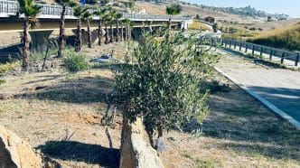 3 Parco Rosario Livatino, piantati 1.000 alberi dedicati alle vittime innocenti di mafia
