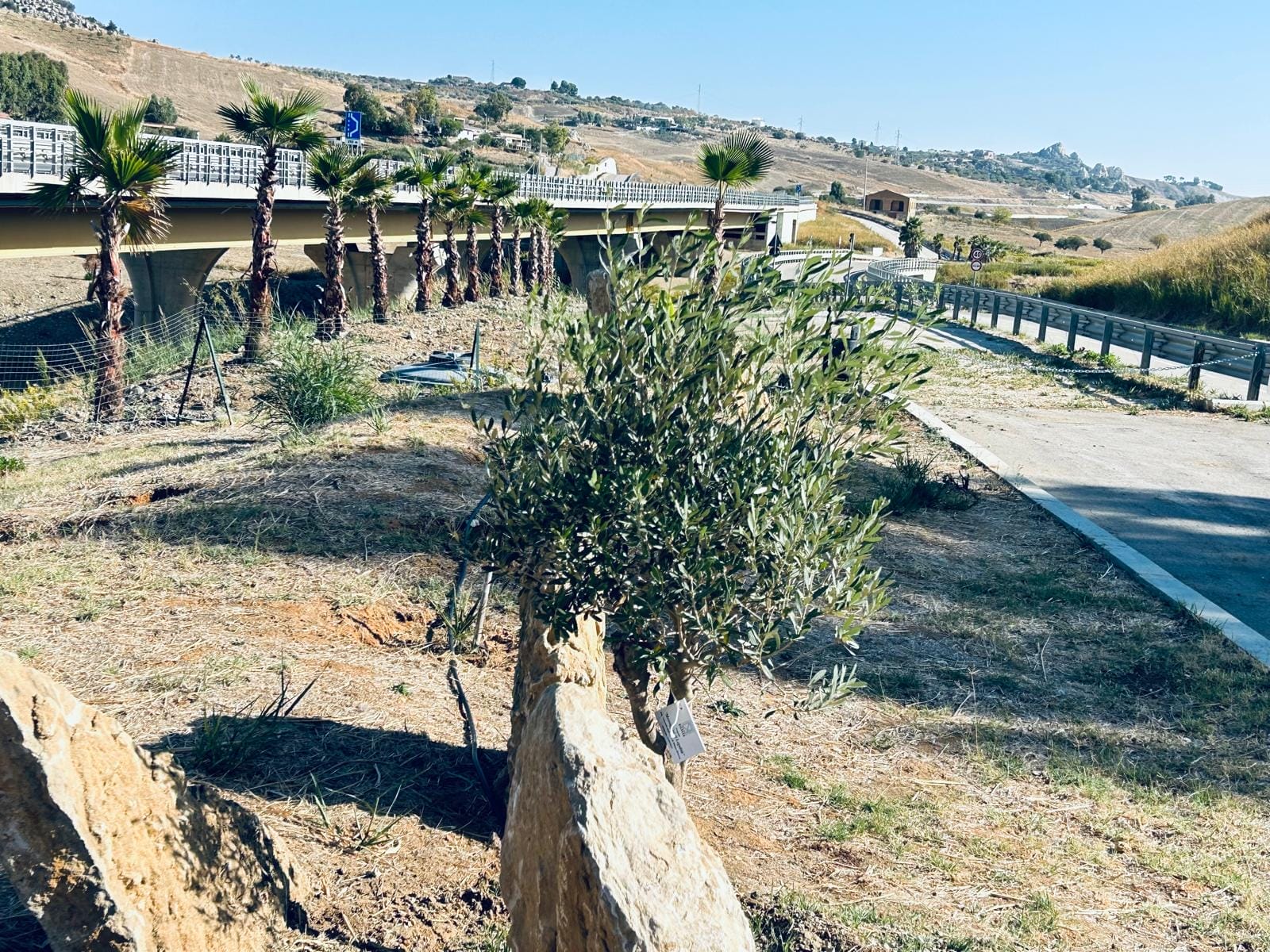 3 Parco Rosario Livatino, piantati 1.000 alberi dedicati alle vittime innocenti di mafia